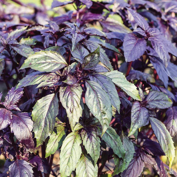 MIGardener Seeds Basil Dark Opal