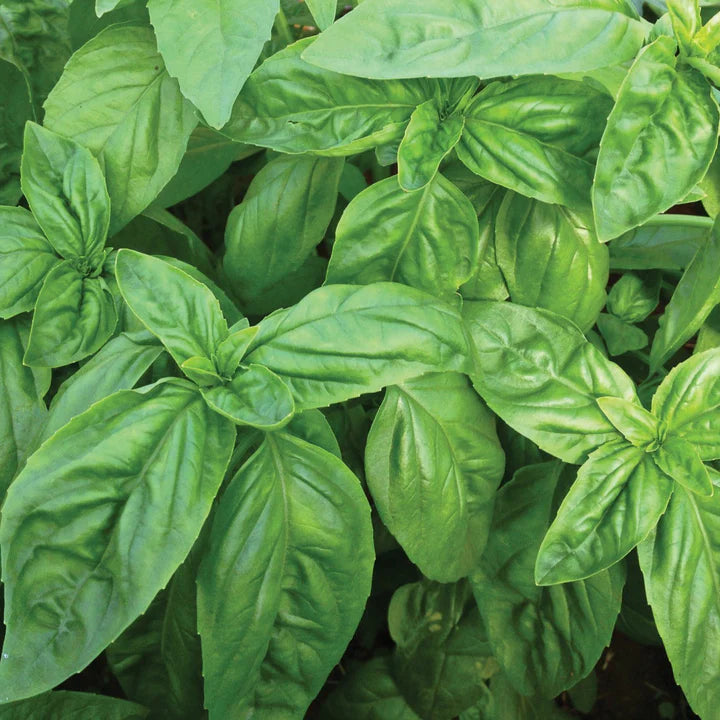 MIGardener Seeds Basil Italian Large Leaf