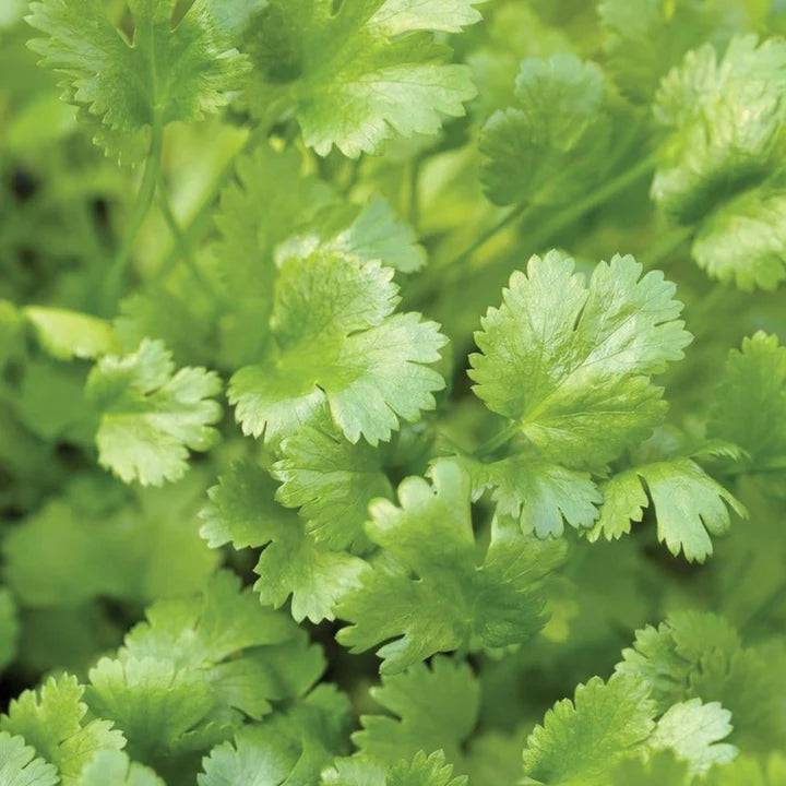 MIGardener Seeds Calypso Cilantro