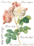 IOD Decor Transfer Rose Botanical 12" X 16" Pad by Iron Orchid Designs