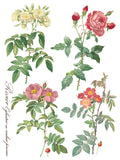 IOD Decor Transfer Rose Botanical 12" X 16" Pad by Iron Orchid Designs
