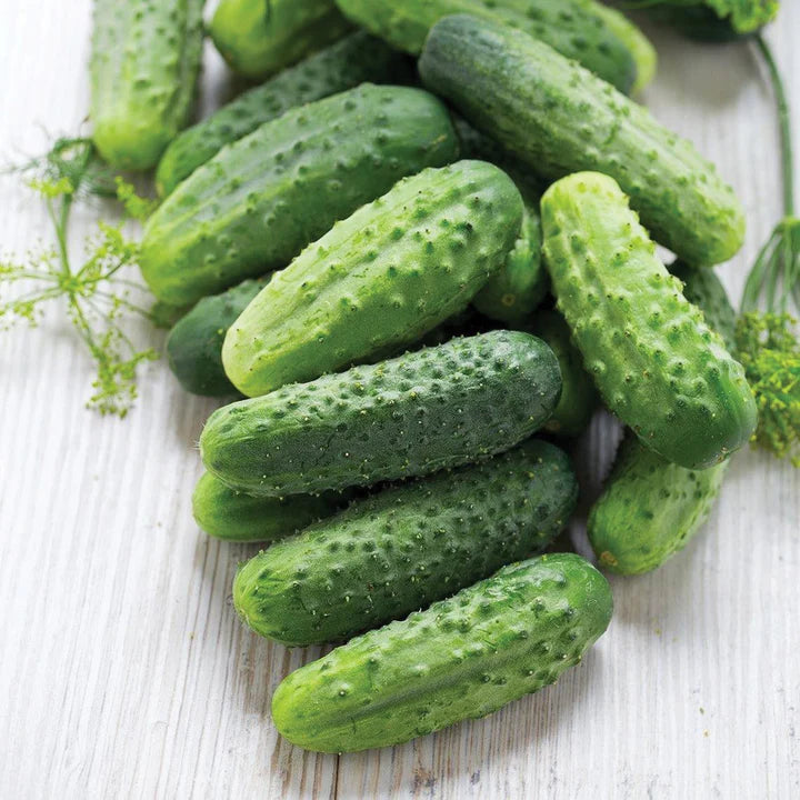 MIGardener Seeds Cucumber Wisconsin SMR