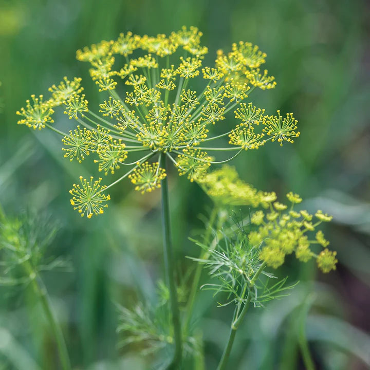MIGardener Seeds Dill Dukat