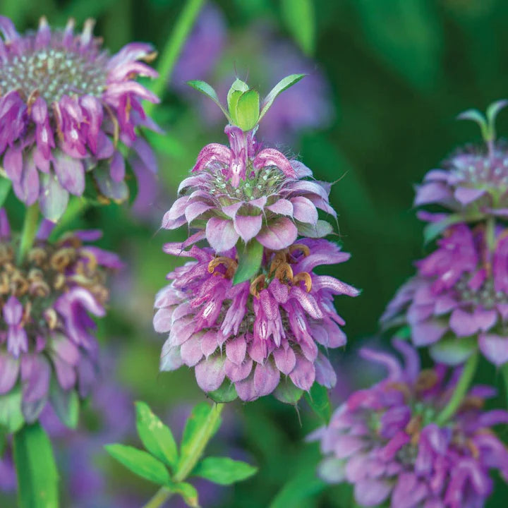 MIGardener Seeds Mint Lemon