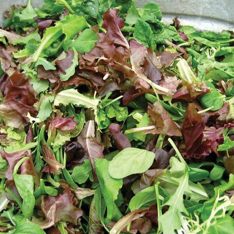 MIGardener Seeds Lettuce Salad Bowl Mix