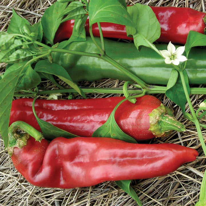 MIGardener Seeds Pepper Big Jim