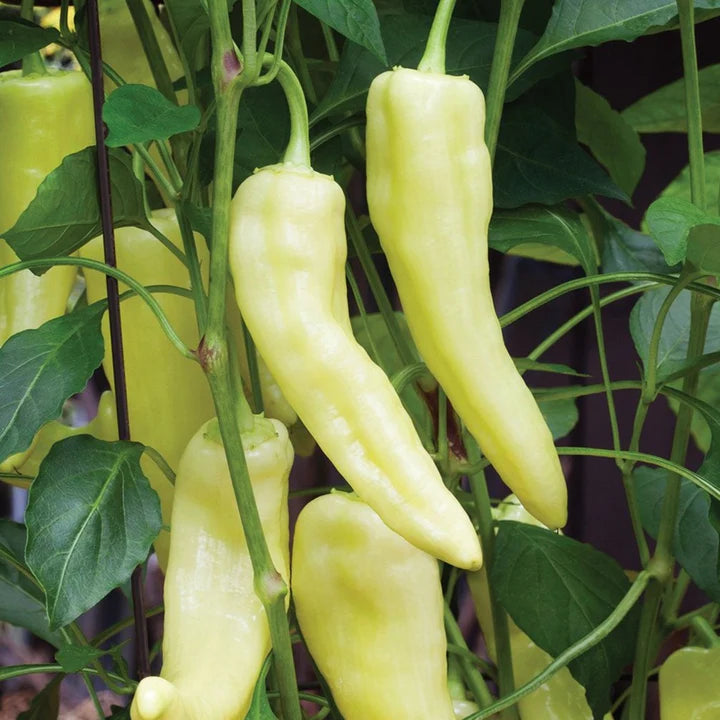 MIGardener Seeds Pepper Ancho Grande Poblano