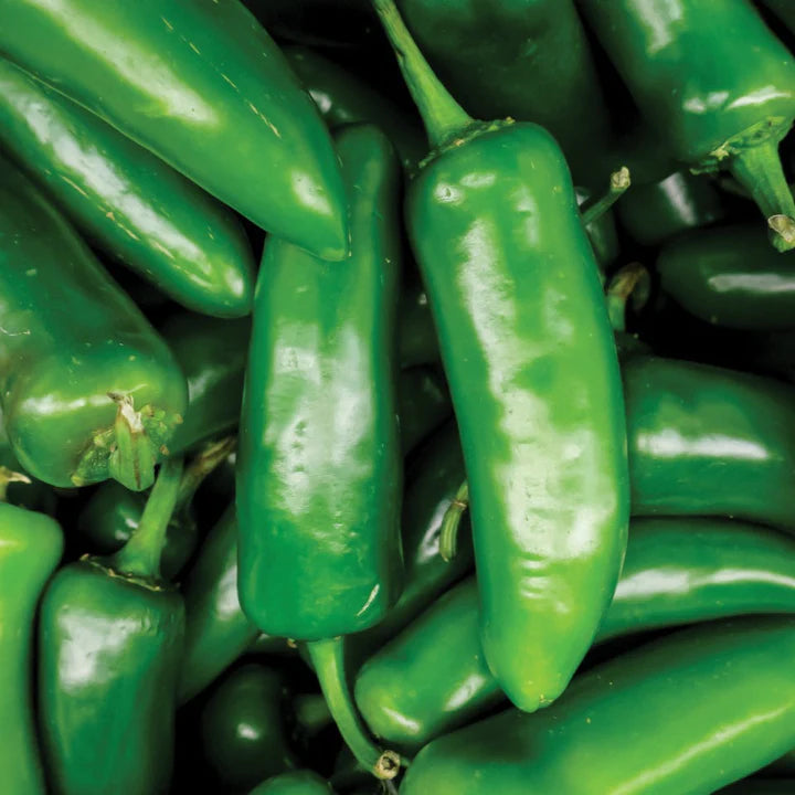 MIGardener Seeds Pepper Tam Jalapeno