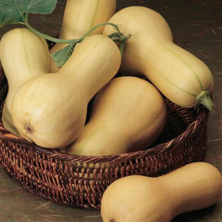 MIGardener Seeds Squash Butterbush