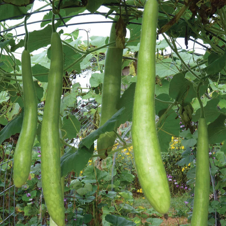 MIGardener Seeds Squash Cucuzzi