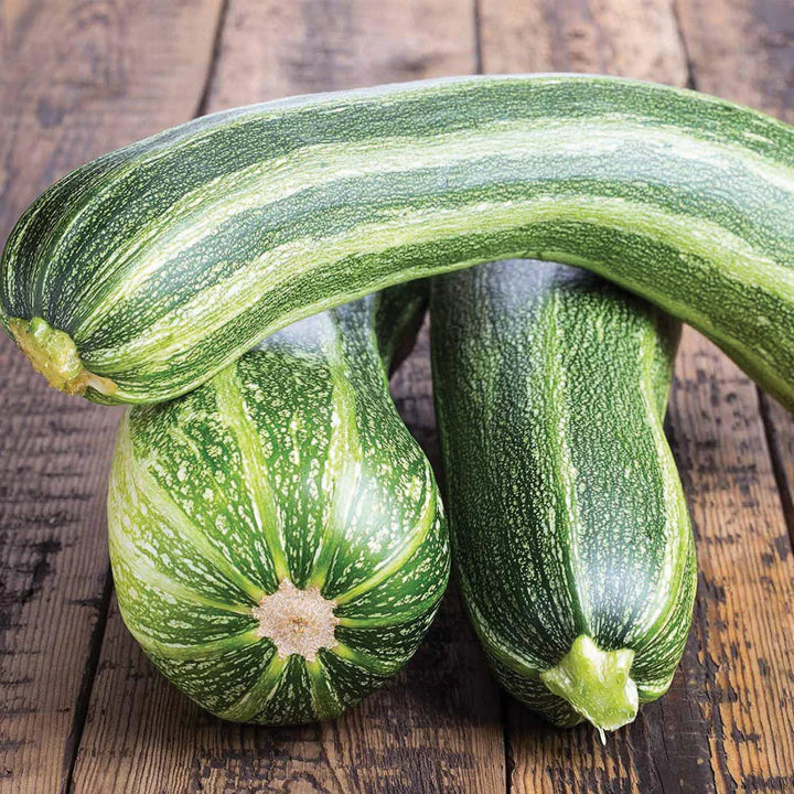 MIGardener Seeds Squash Italian Striped Zucchini