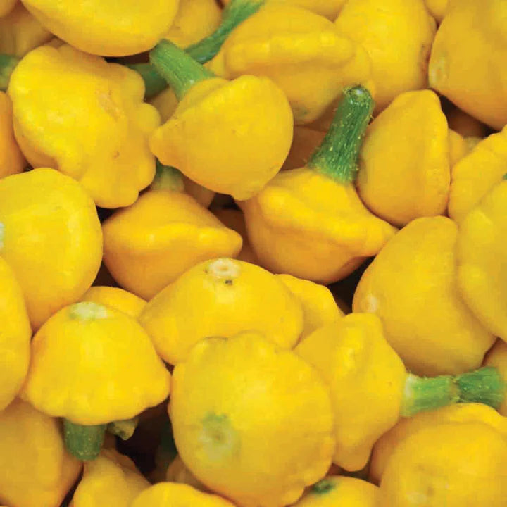 MIGardener Seeds Squash Yellow Scallop