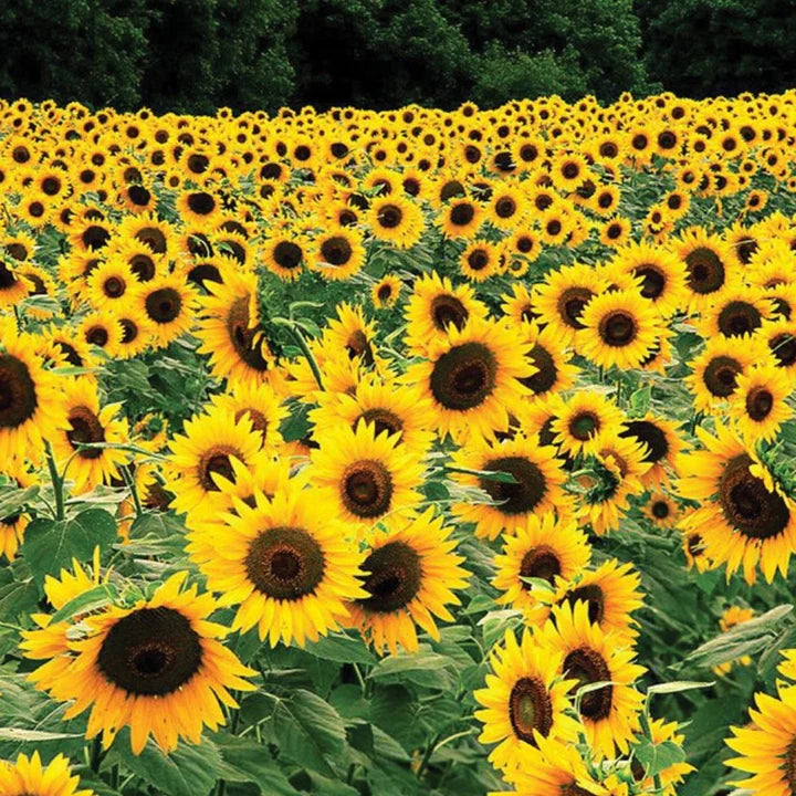 MIGardener Seeds Sunflower Black Russian
