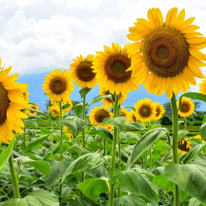 MIGardener Seeds Sunflower Mammoth