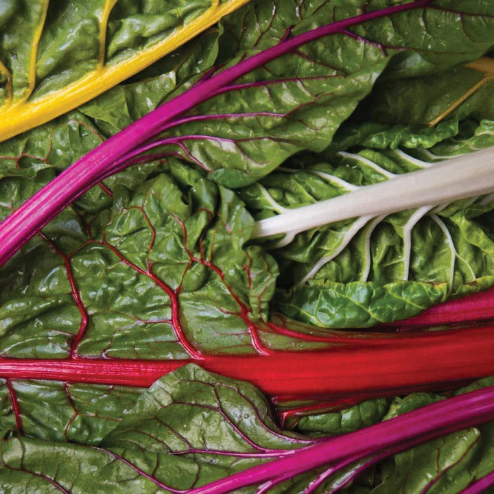 MIGardener Seeds Swiss Chard Rainbow