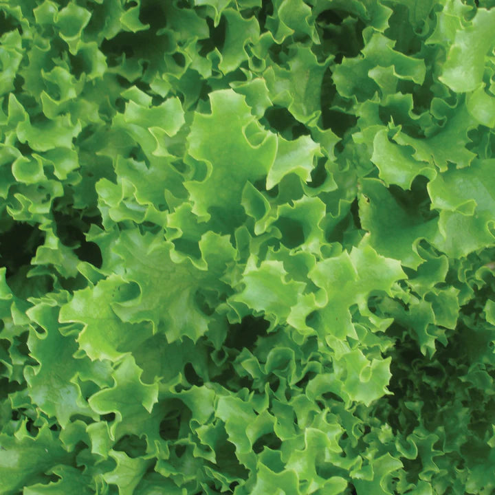 MIGardener Seeds Tango Leaf Lettuce