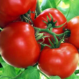 MIGardener Seeds Tomato Boxcar Willie
