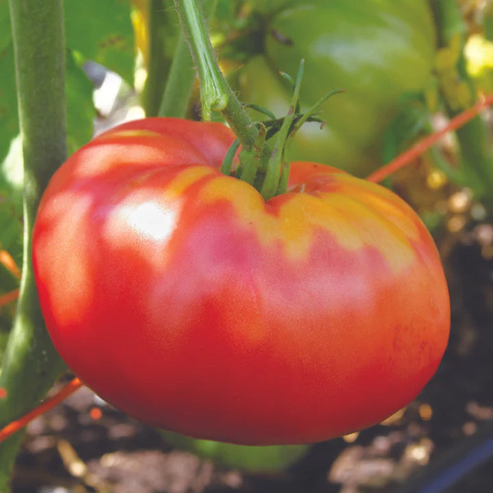 MIGardener Seeds Tomato German Pink