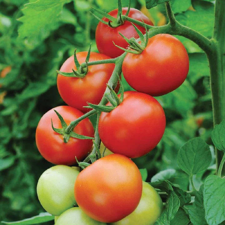 MIGardener Seeds Tomato Moneymaker