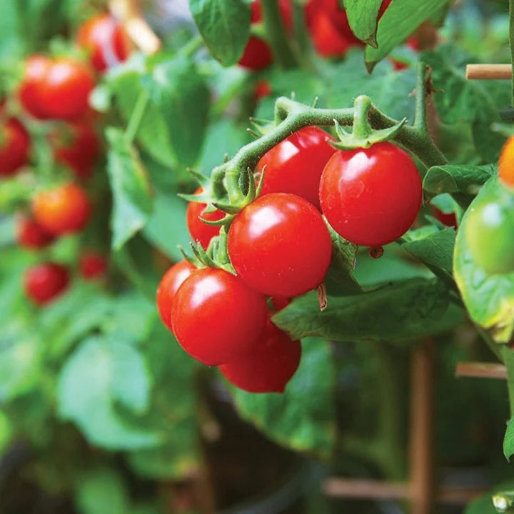MIGardener Seeds Tomato Tiny Tim