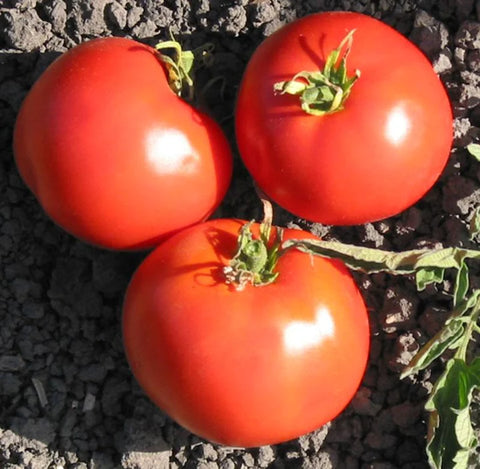 MIGardener Seeds Tomato Trip L Crop