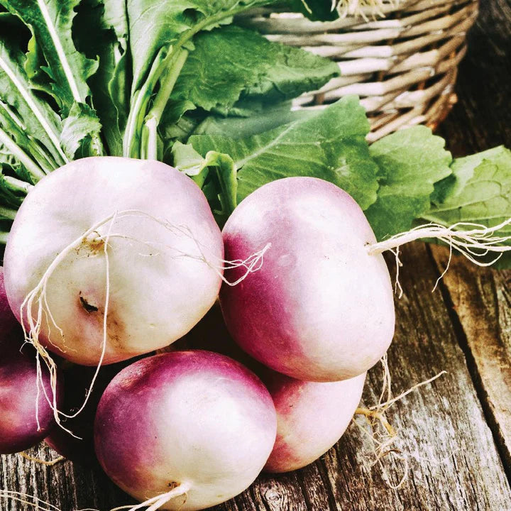 MIGardener Seeds Turnip Purple White Globe