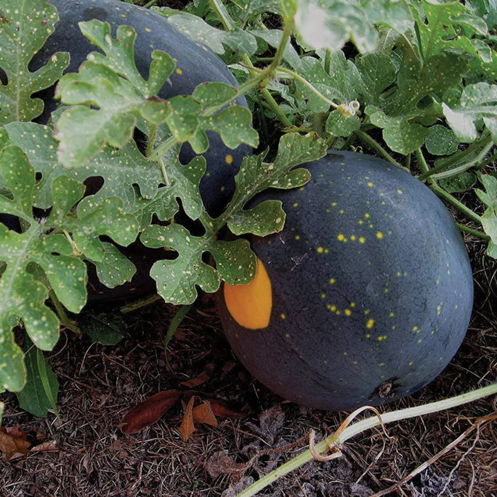MIGardener Seeds Watermelon Moon and Stars
