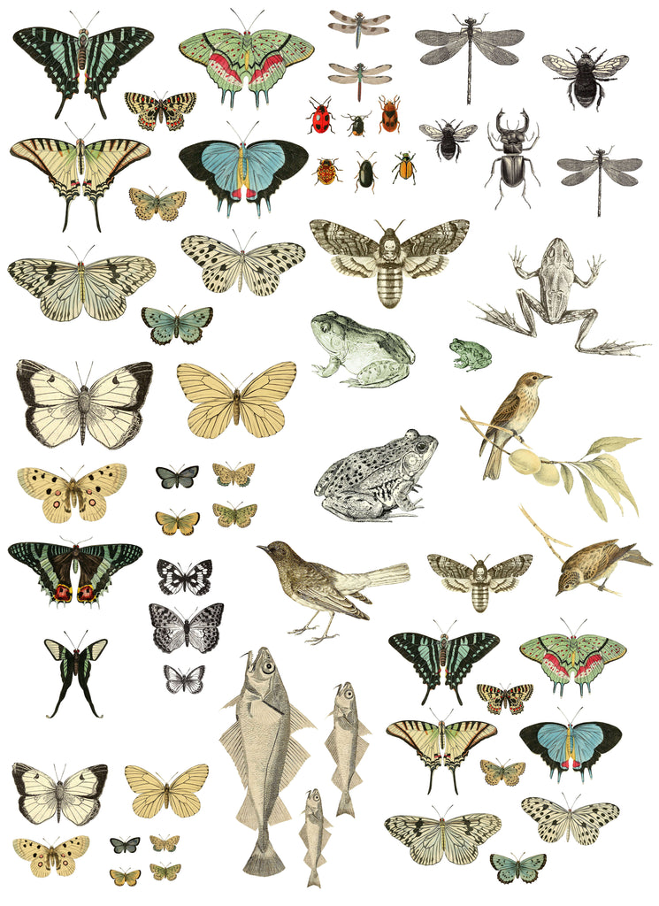 IOD Decor Transfer Entomology Etcetera 12" x 16" Pad by Iron Orchid Designs