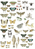 IOD Decor Transfer Entomology Etcetera 12" x 16" Pad by Iron Orchid Designs