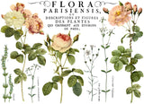 IOD Decor Transfer Flora Parisiensis 12" X 16" Pad by Iron Orchid Designs