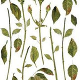 IOD Decor Transfer Painterly Florals 12"X 16" Pad by Iron Orchid Designs