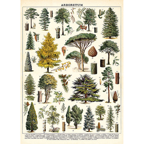 Cavallini Poster Arboretum