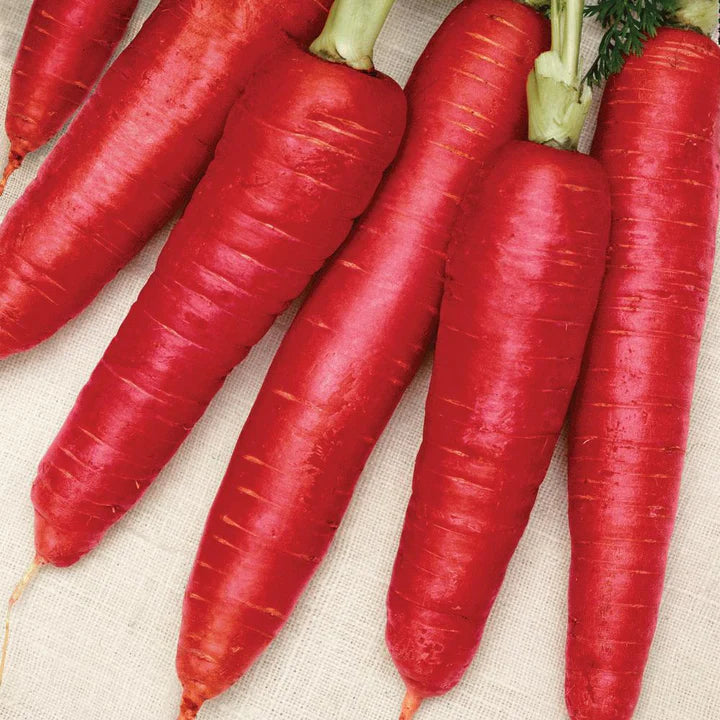 MIGardener Seeds Carrot Atomic Red