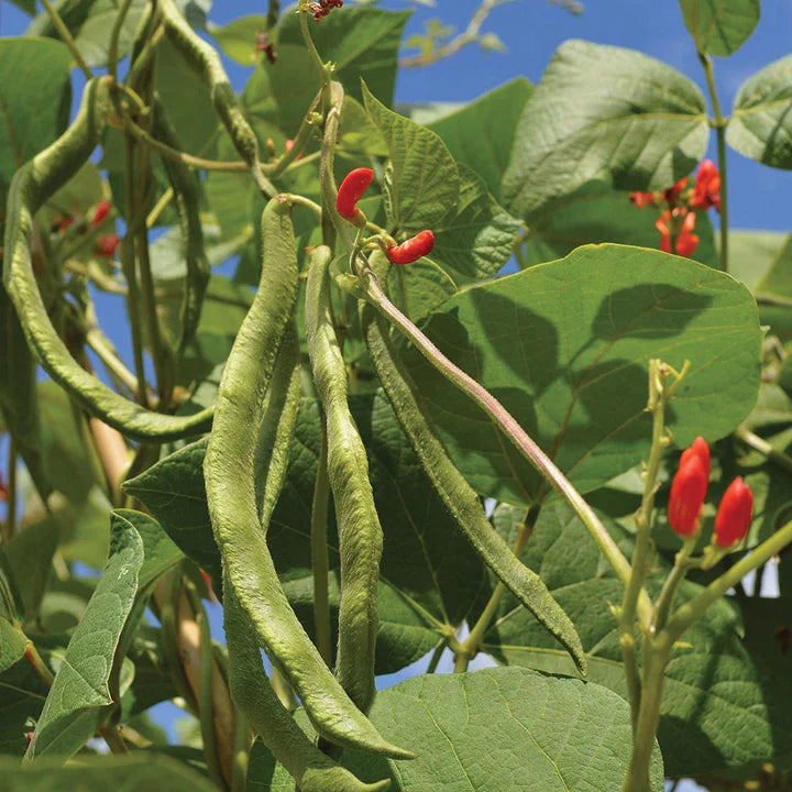 MIGardener Seeds Bean Scarlet Runner