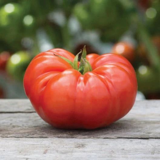 MIGardener Seeds Tomato Beefsteak