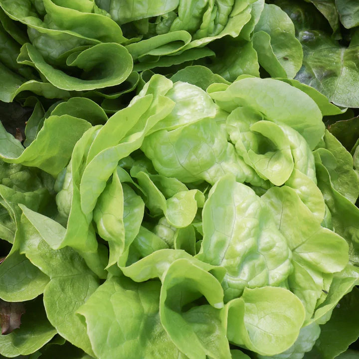 MIGardener Seeds Lettuce Bibb Butterhead