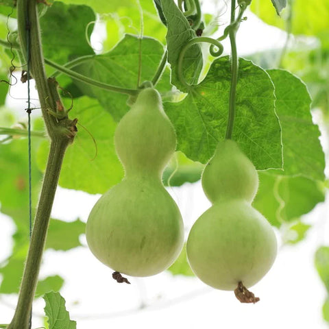 MIGardener Seeds Birdhouse Gourd