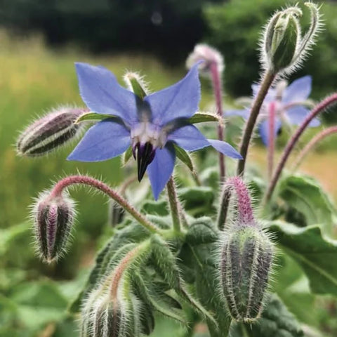 MIGardener Seeds Borage