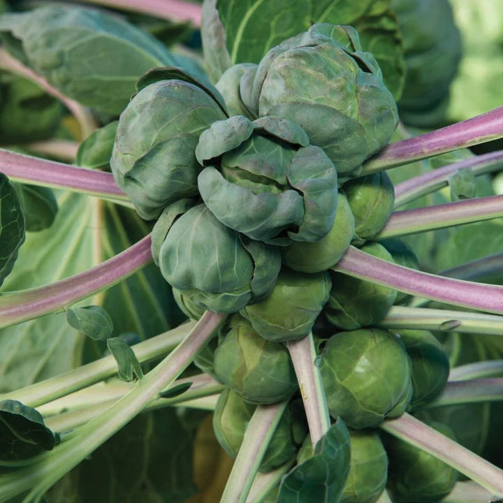 MIGardener Seeds Brussel Sprouts Long Island