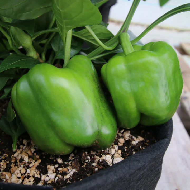 MIGardener Seeds Pepper California Wonder Bell