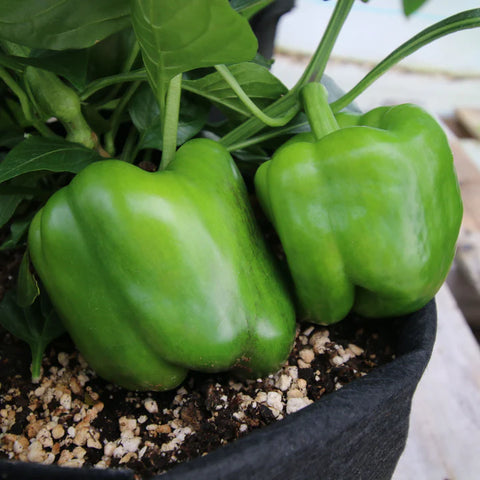 MIGardener Seeds Pepper California Wonder Bell