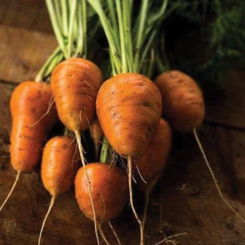 MIGardener Seeds Carrot Oxheart