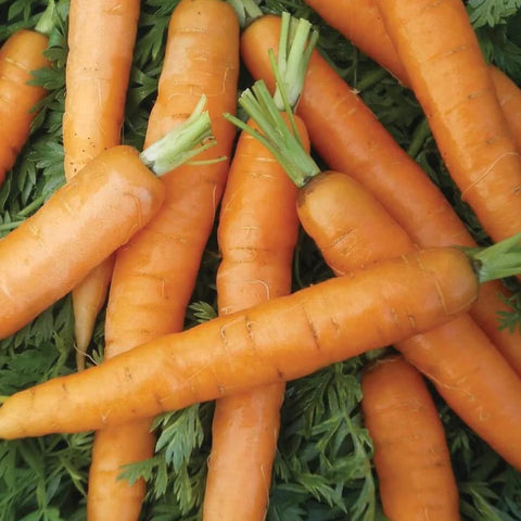 MIGardener Seeds Carrot Little Fingers
