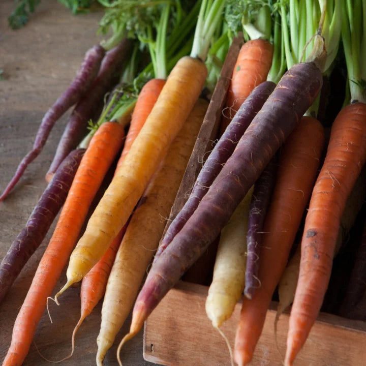 MIGardener Seeds Carrot Rainbow Mix