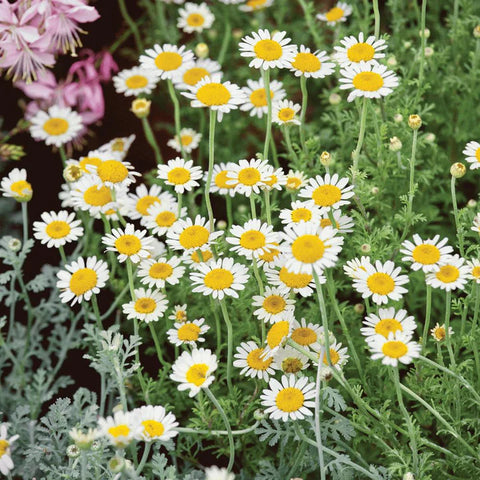 MIGardener Seeds Chamomile German