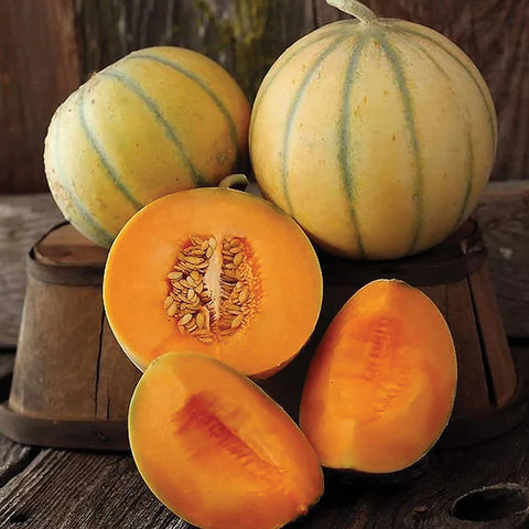 MIGardener Seeds Melon Charentais