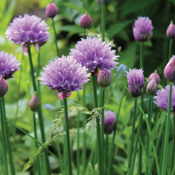 MIGardener Seeds Chives