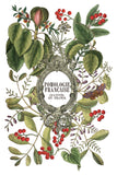IOD Decor Transfer Clementine 8"X12" 8-Pages Pad by Iron Orchid Designs