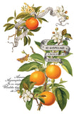IOD Decor Transfer Clementine 8"X12" 8-Pages Pad by Iron Orchid Designs