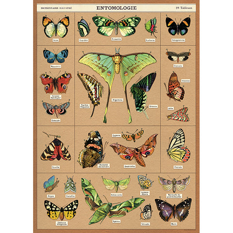 Cavallini Poster Entomology
